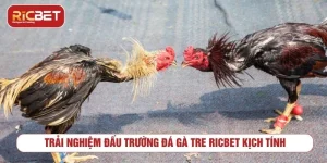 Đá gà tre